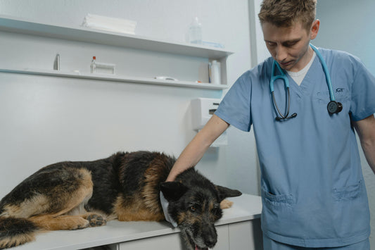 Why Vets in Ireland Are Turning to Red Light Therapy