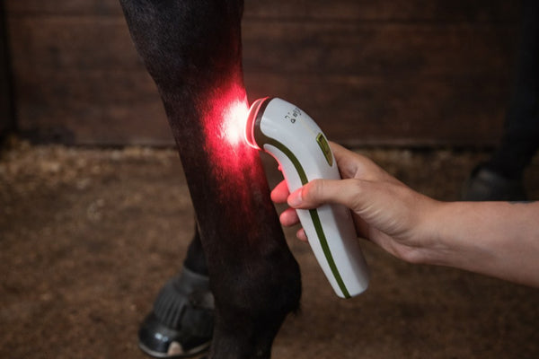 What Horse Owners Asked Us at the Dublin Horse Show