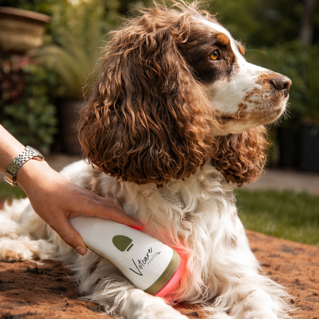 dog being treated with red light therapy device 