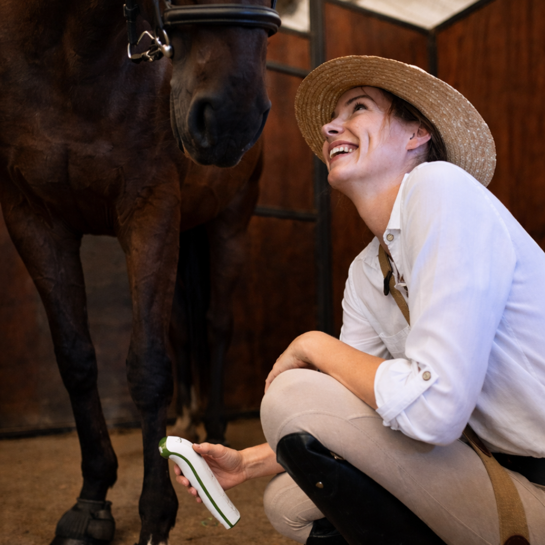 horse being treated with red light therapy device 