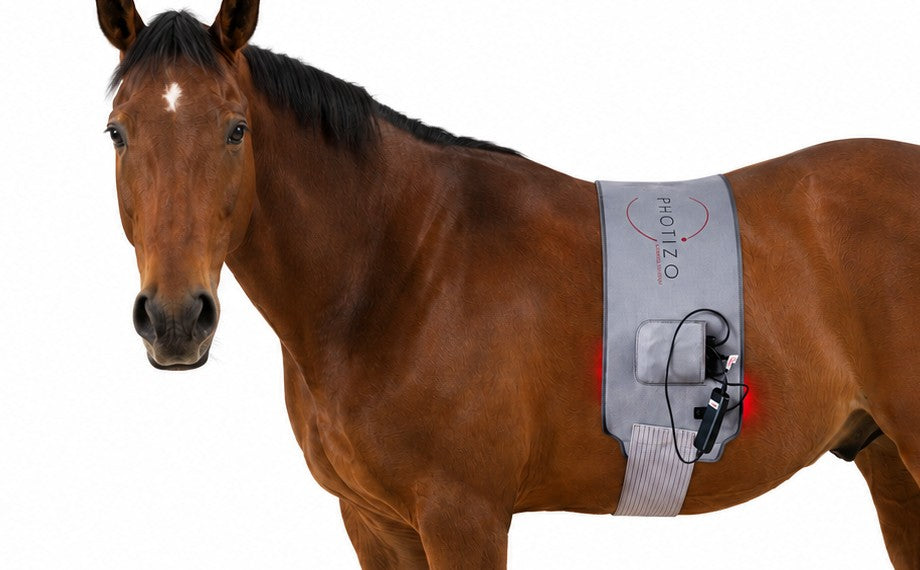 Photizo Flexible LED Pad, Large, strapped over a bay horse's back