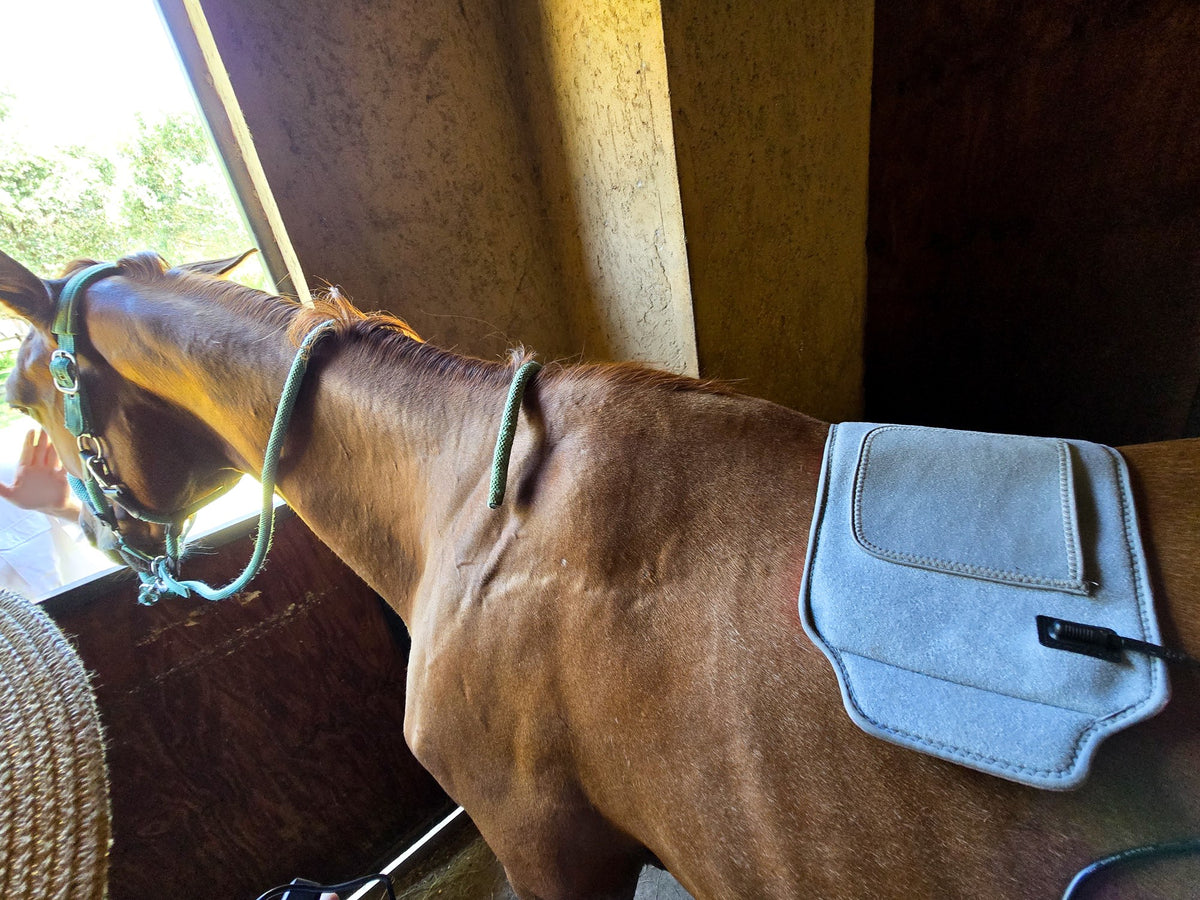 Photizo Flexible LED Pad, Large, on a chestnut horse's back